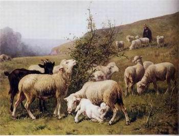  Sheep 165